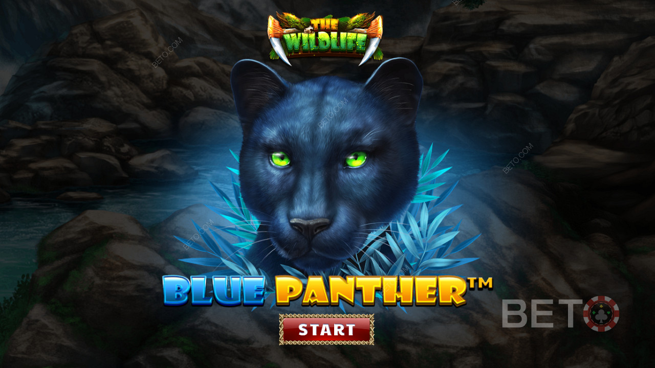 Vagate nella giungla tra le bestie notturne della slot Blue Panther
