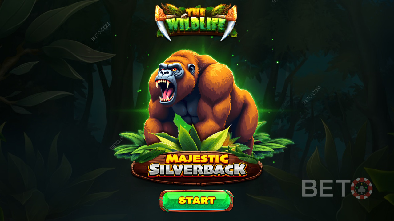Le caratteristiche dei bonus spiegate in Majestic Silverback da Spinomenal